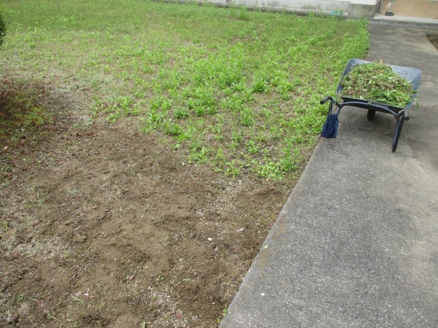 中庭もきれいに除草してもらってます。
