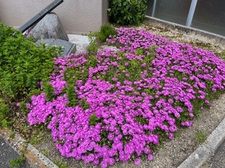 IMG_0215.jpg